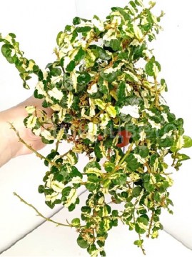 Фикус Pumila Curly